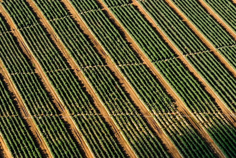 How the 2025 Tariff Wave Could Reshape U.S. Vegetable Farming